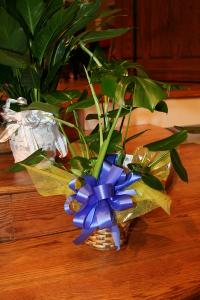 3-28-12_025.JPG