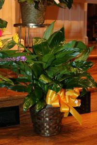 3-28-12_028.JPG