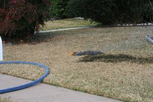 IMG_7222.JPG